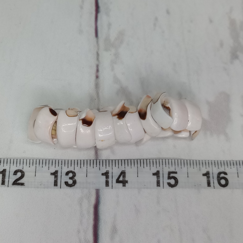 Shell Bracelet - Picture 5 of 8